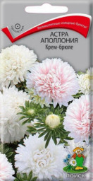 Астра Аполлония Крем-брюле 0,3 гр Поиск